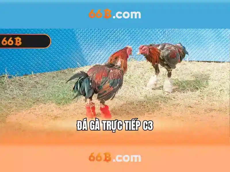 Kiến trúc và kích thước của 66B