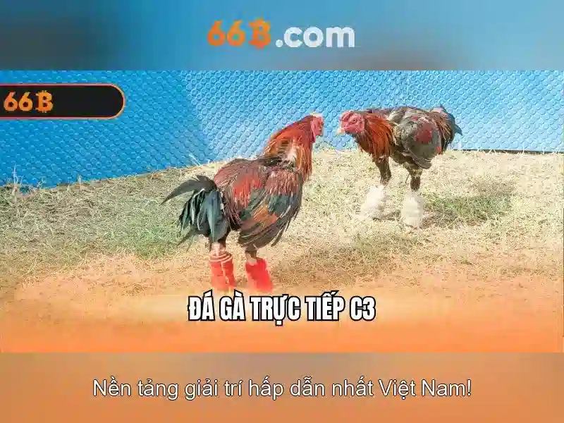 66b: khái niệm, tiềm năng và thách thức