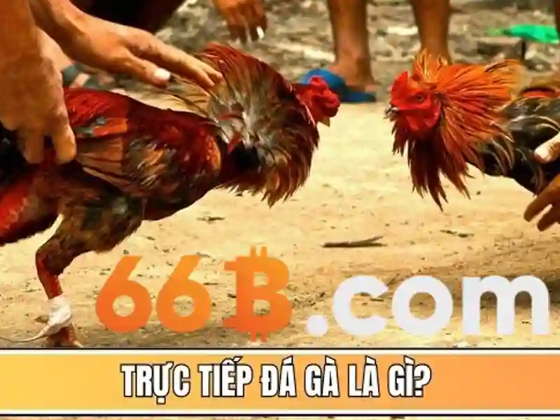 Ưu và nhược điểm